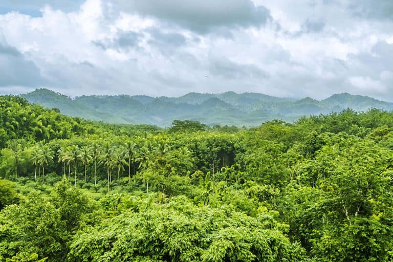 Deforestation-free-Supply-Chain