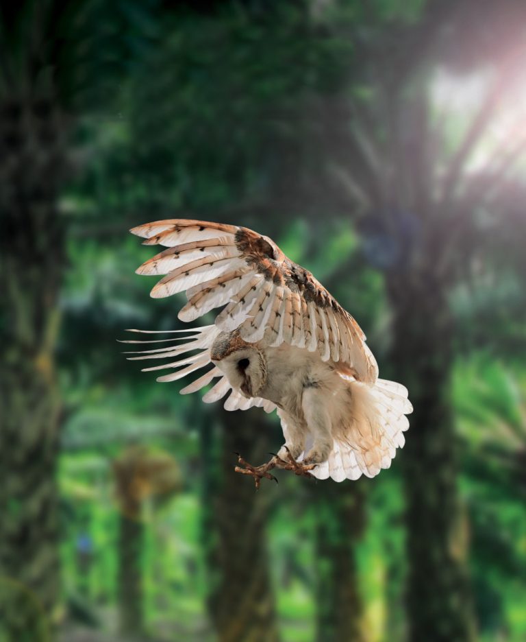 MicrosoftTeams-image (1)